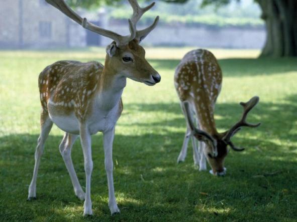 Knole B&B Sevenoaks Bagian luar foto